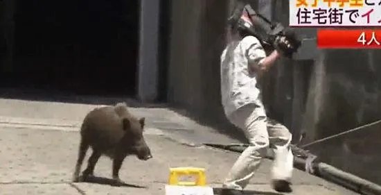 日本新干线列车与野猪相撞，通常野猪生活在什么地方？