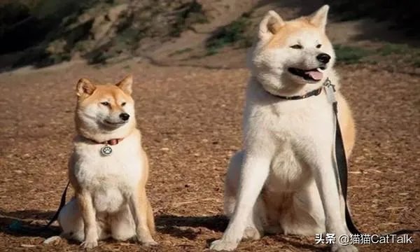 秋田犬价格为什么那么昂贵?
