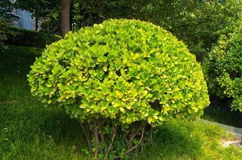 冬青树图片及资料 冬青树有什么药用价值