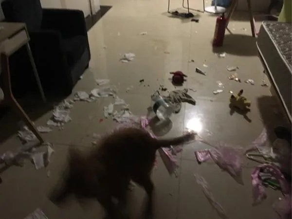 萨摩耶太蠢了