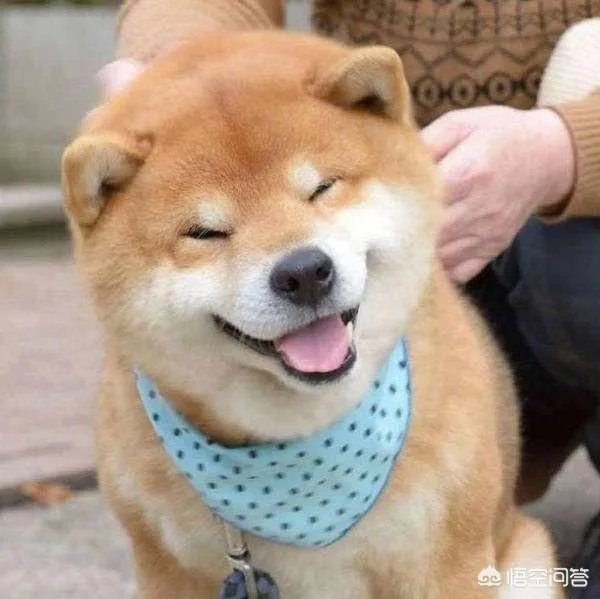 秋田犬价格为什么那么昂贵?