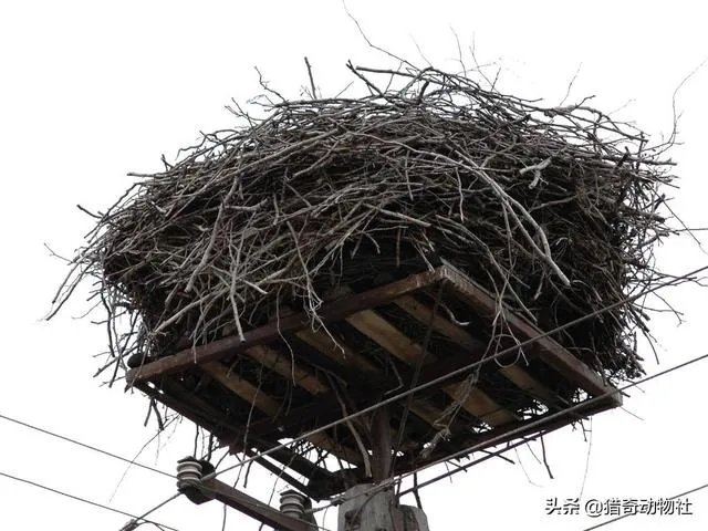 过去鸟筑巢都是在树上,为什么现在都在高压线铁塔上筑巢?