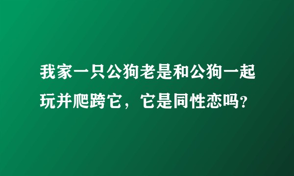 我家一只公狗老是和公狗一起玩并爬跨它,它是同性恋吗?